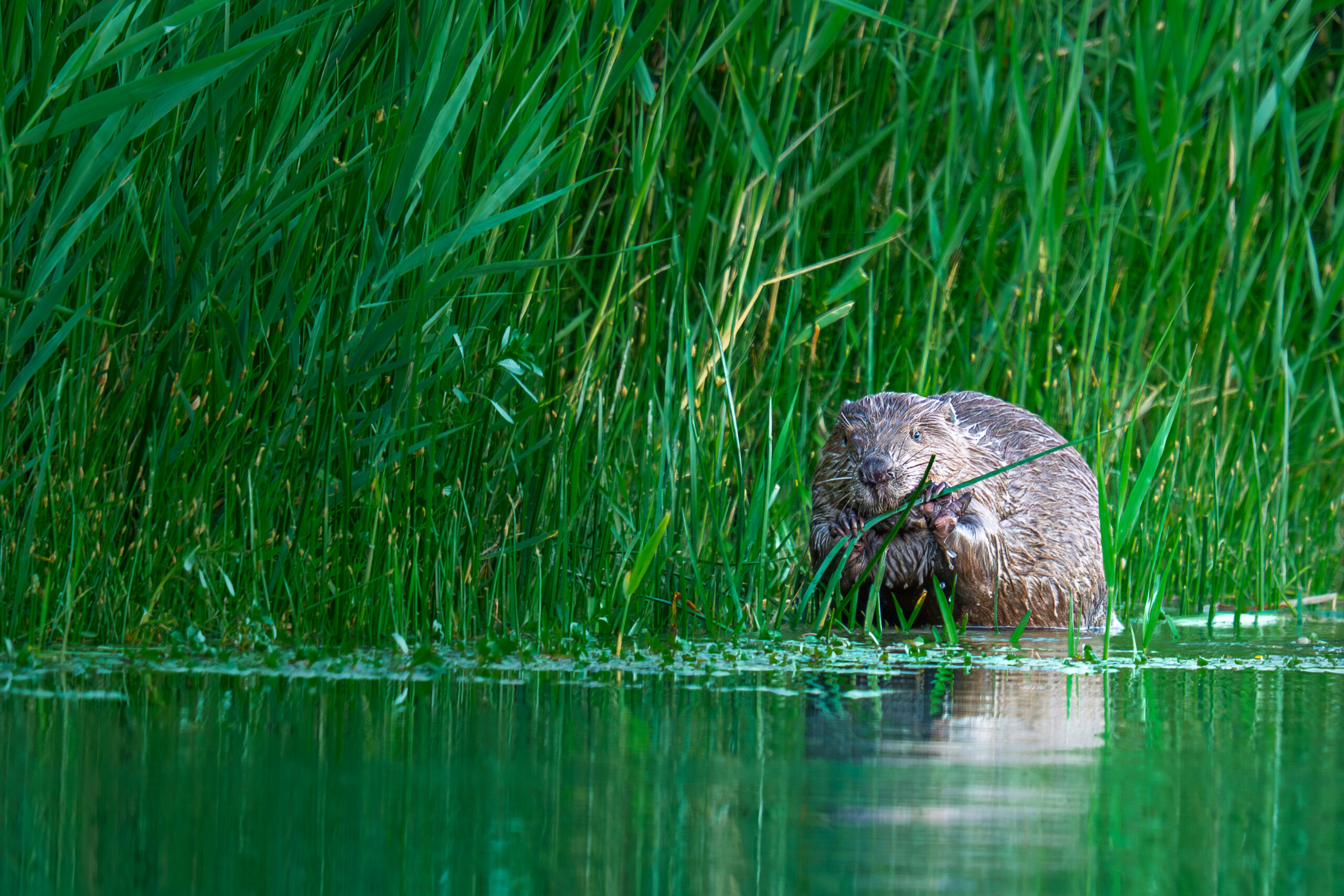 Photographie Animalière d'un castor d'Europe en Drôme par Jean-Pierre GAILLARD.