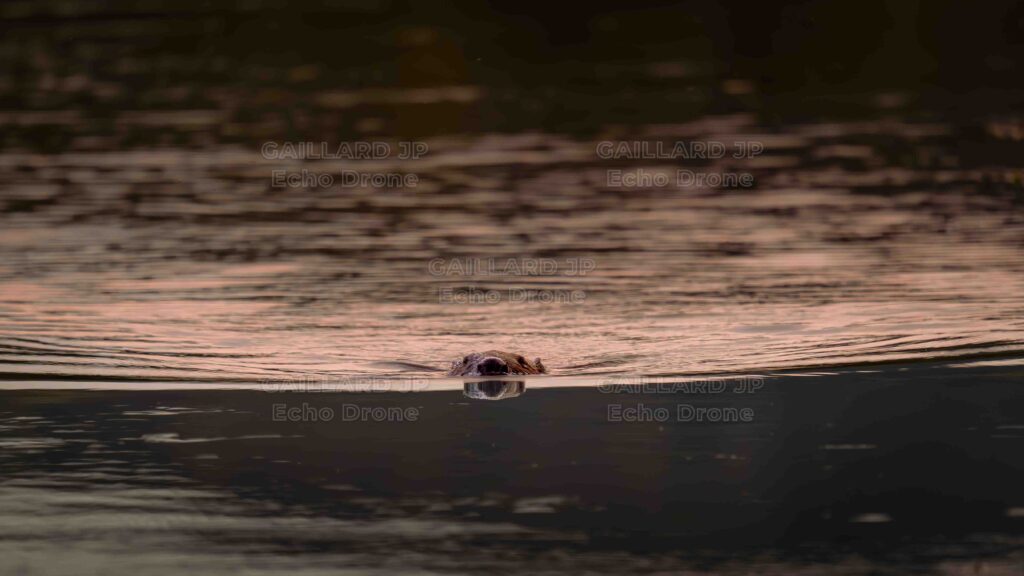 Photo d'un Castor nageant vers nous en fin d'Affut Castor.