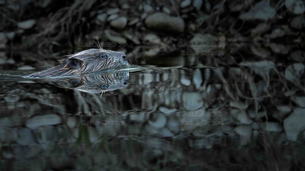 Castor d'Europe nageant à la surface de l'eau avec un reflet parfait, photographie naturaliste éthique.