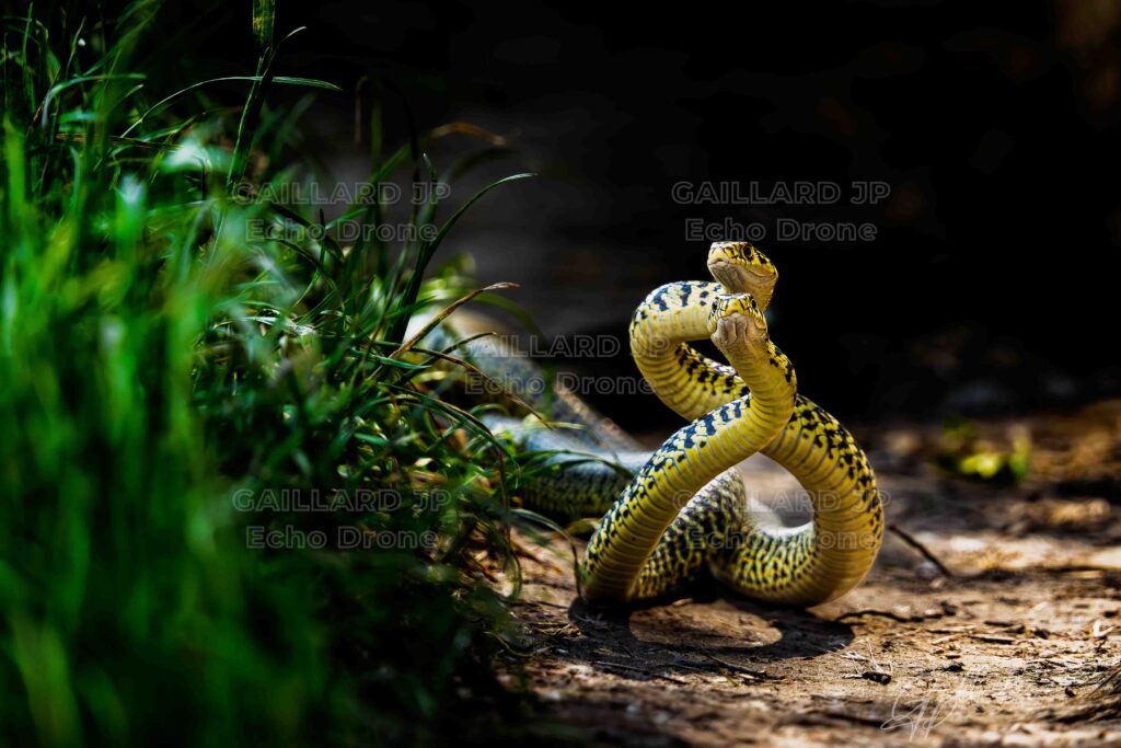 Photo animalière d'un combat d couleuvre verte et jaune. Primée au festival de l'image du Dévoluy en 2025