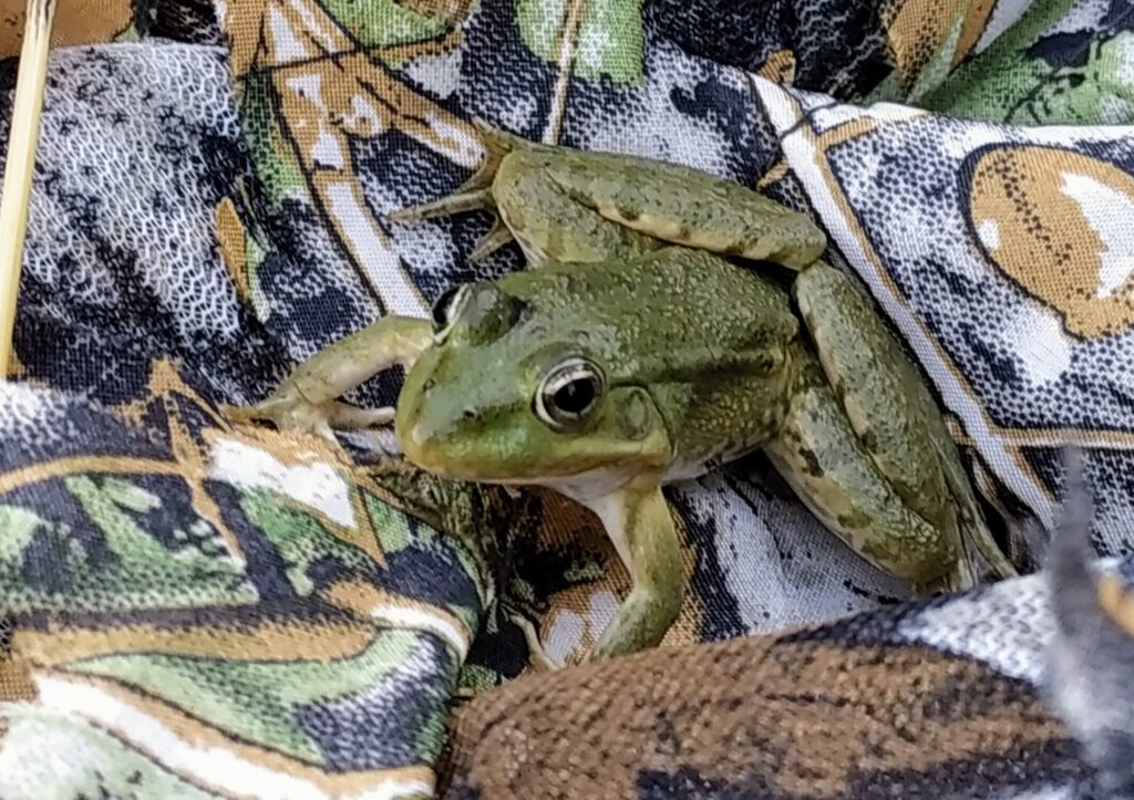 Grenouille sur un filet de camouflage lors d'un Affût Castor. 