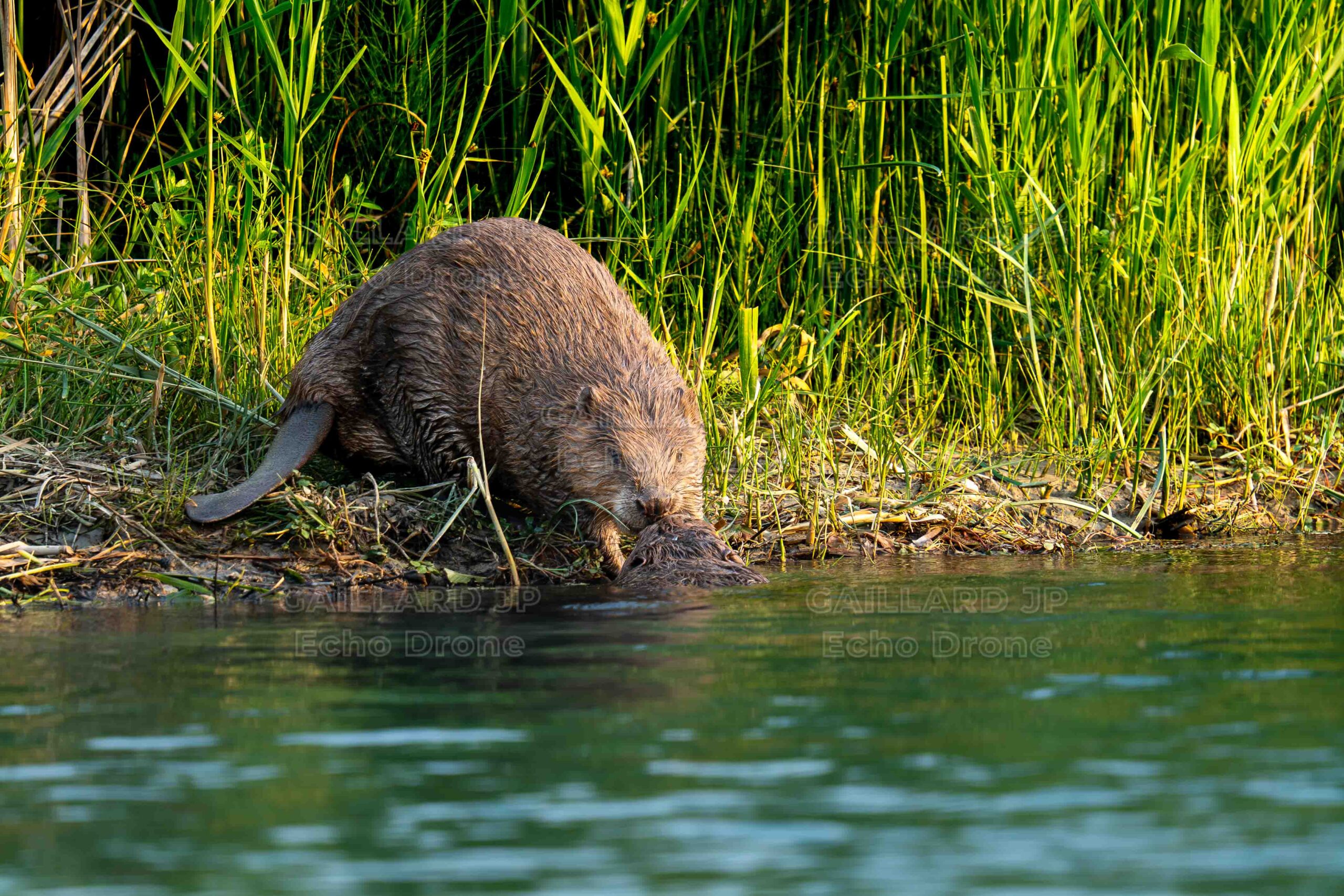 Le Castor d&rsquo;Europe : guide d&rsquo;éthologie et secrets d&rsquo;un architecte du sauvage
