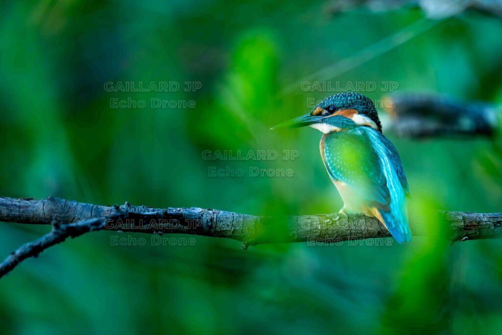 Choisir son matériel de photographie animalière : l'avantage du zoom sur le terrain