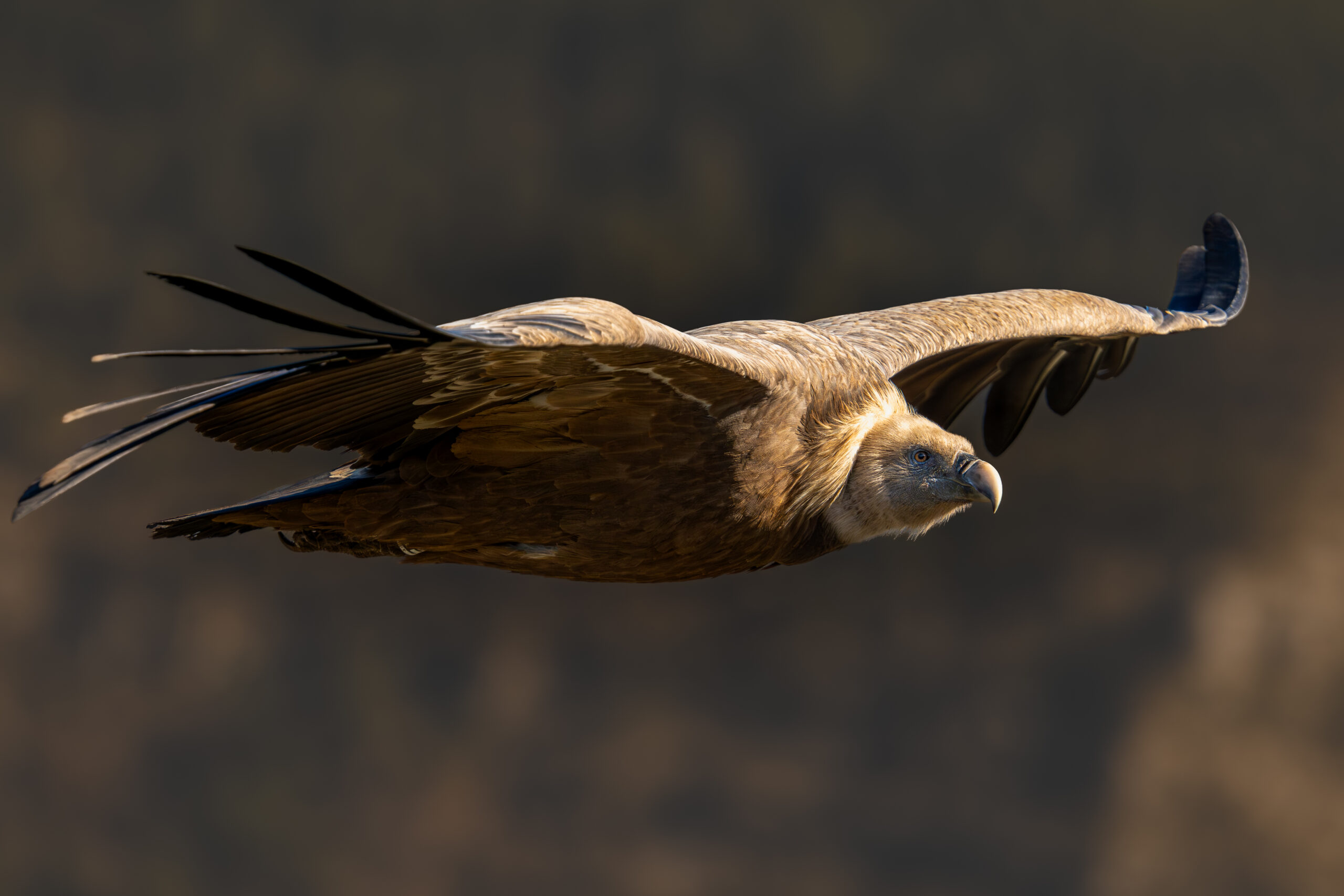 Photo de vautour en vol