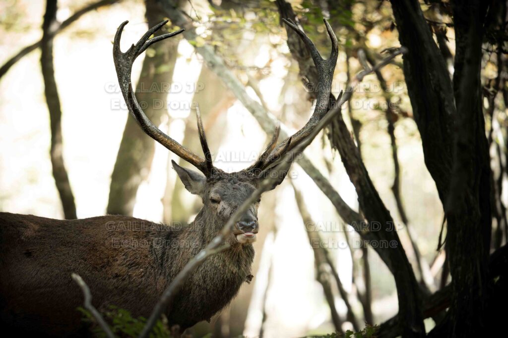 Photographie d'un cerf à contre-jour en forêt, tirant la langue. Illustrant le respect du sauvage.