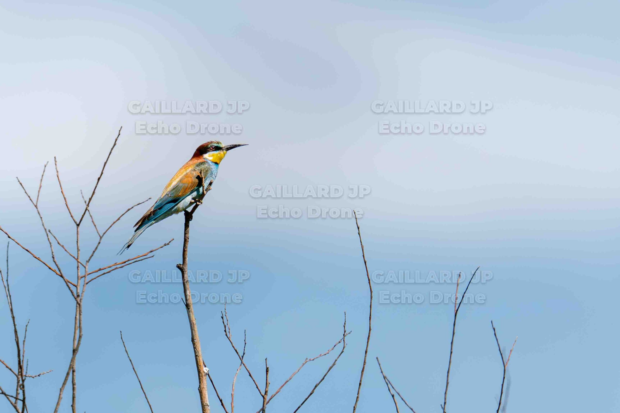 Le Guêpier d&rsquo;Europe : un joyau venu du Sud