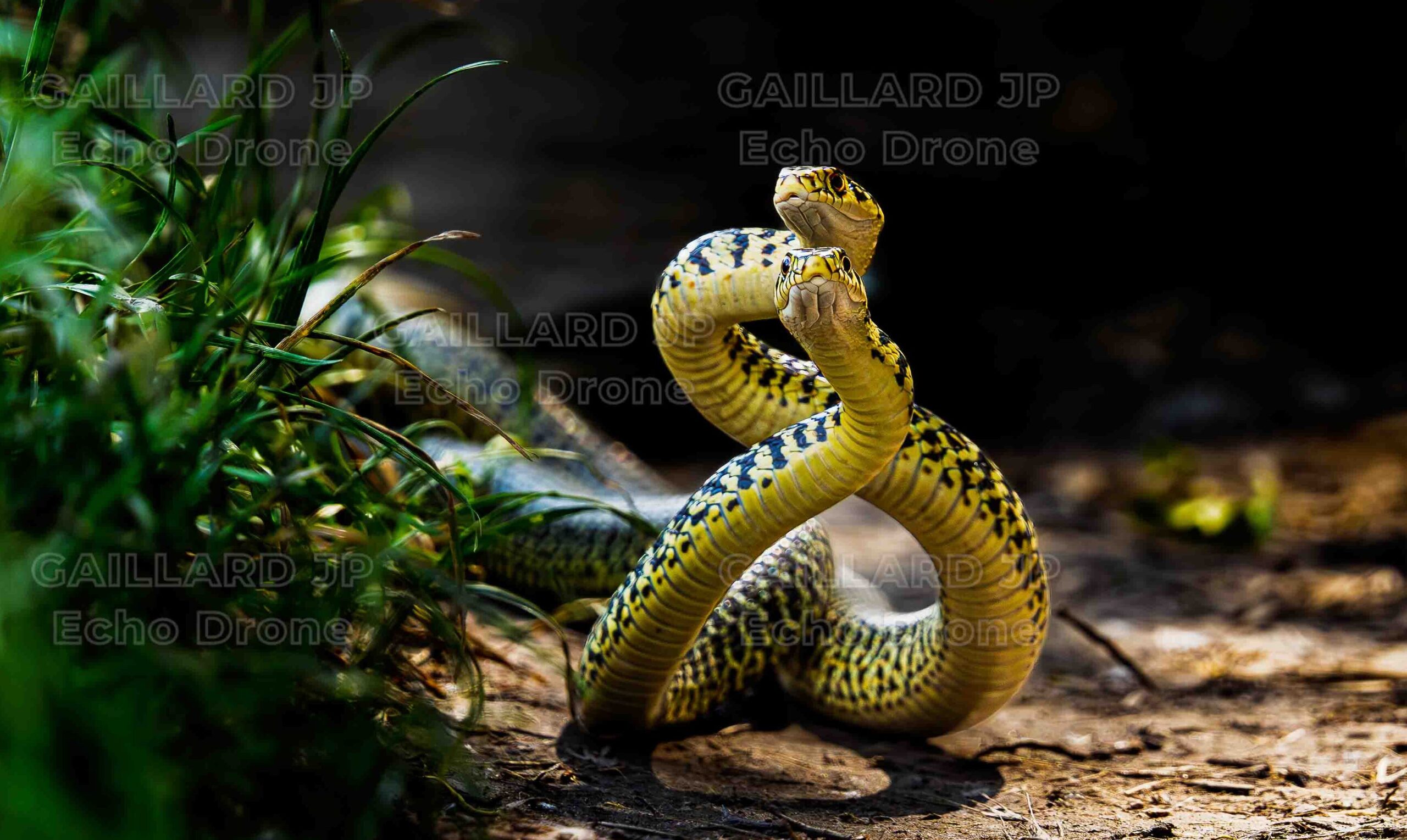 Photo animalière d'un combat d couleuvre verte et jaune. Primée au festival de l'image du Dévoluy en 2025